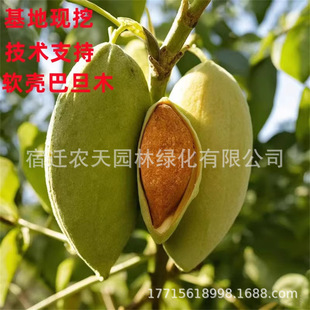 ��Ƥ�͵�ľͥԺ��������������ͥԺ�����ʈԹ�ͥԺ�Թ�ͥԺ������