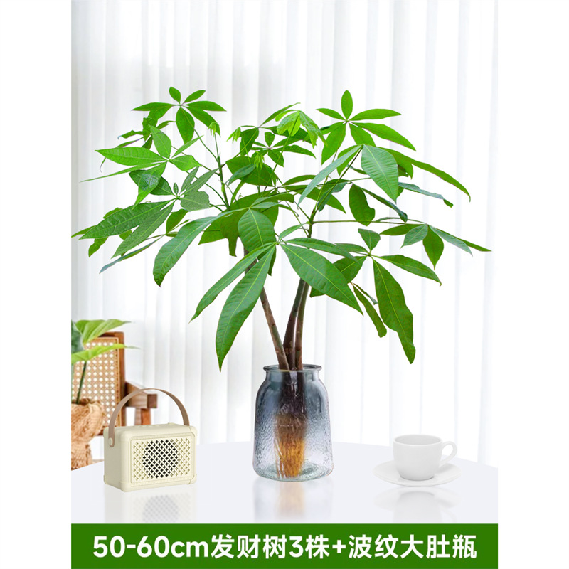 50-60cm 머니트리 3개[골판지 병 포함] 영양액 1팩 포함