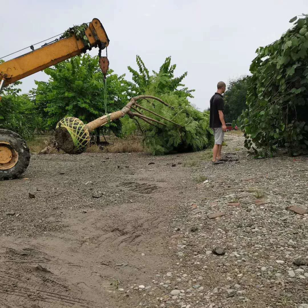 Поставка саженцев жакаранды, листьев мимозы, синего туманного дерева, бразильской бигнионии, фиолетового облака, жакаранды 15 см.