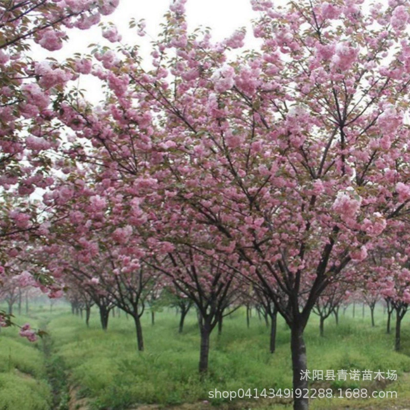 Питомник прямые Зеленые саженцы 1 метр высотой саженцы вишневого цвета проект саженцы вишневого цвета скидка на количество