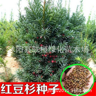 �t��ɼ�N�����F��N���؁��t��ɼ�N�і|���Ϸ������t��ɼ��Nɳ��