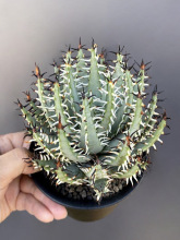 黑魔殿实生苗一物一拍 稀有黑刺芦荟阳台多肉组合盆栽