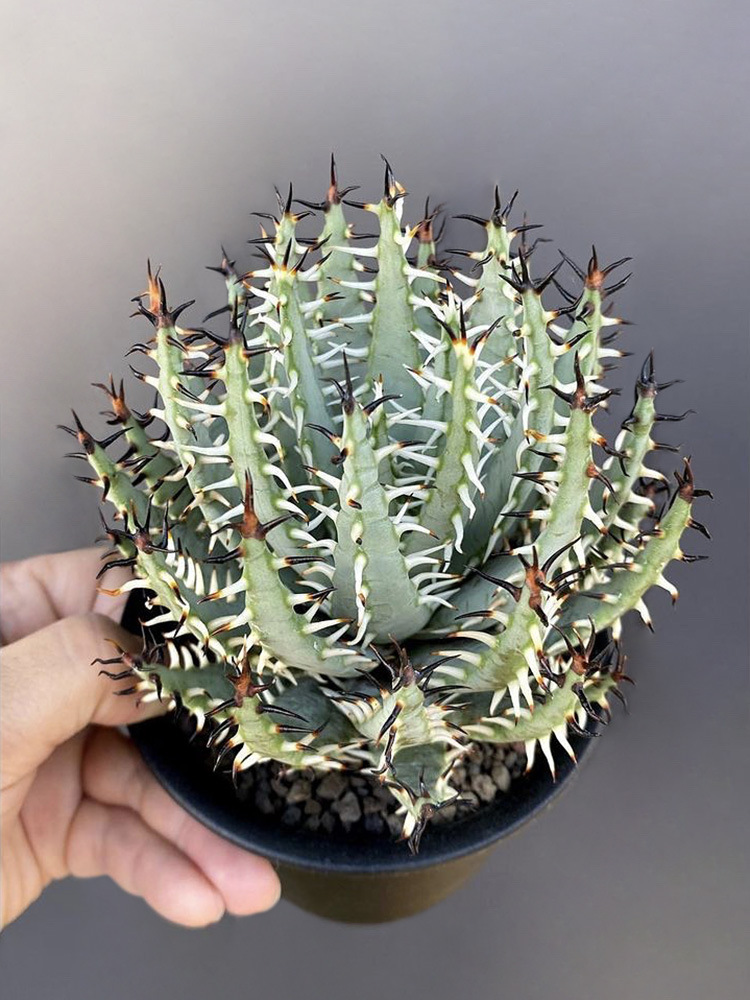 黑魔殿实生苗一物一拍 稀有黑刺芦荟阳台多肉组合盆栽