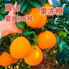 眉山爱媛38号果冻橙爱媛橙手剥橙甜橙现摘现发新鲜采摘爱媛果冻橙