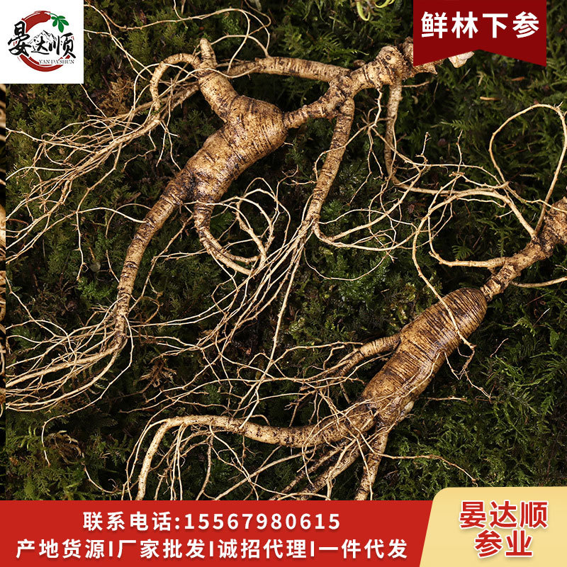 Ginseng from Changbai Mountain, wild mountain ginseng, fresh ginseng, mountain ginseng forest ginseng, residual branches, wine brewing, soup cooking, one piece per order.
