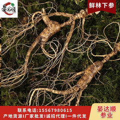 Ginseng from Changbai Mountain, wild mountain ginseng, fresh ginseng, mountain ginseng forest ginseng, residual branches, wine brewing, soup cooking, one piece per order.