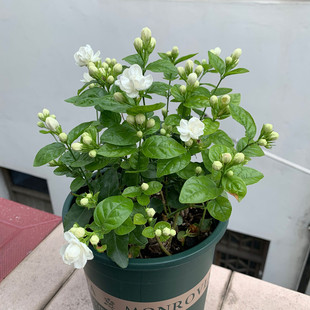 Tiger Head Jasmine Potted Plant with Buds, Courtyard Garden Scented Plant, Easy to Grow Pen Tip Jasmine Flower Plant