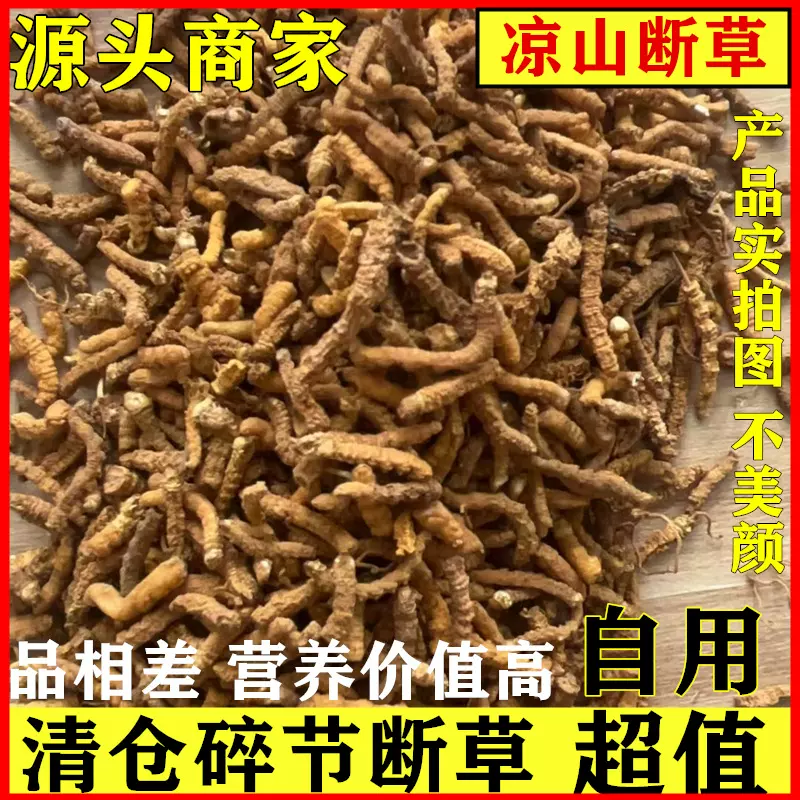 野生断虫草冬虫夏草断草批发干货纯肉虫草自用实惠一手货源批发