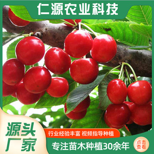 Cherry Seedlings Shandong Base, North and South Planting Cherry Fruit Trees in the Same Year, Beautiful Early Large Cherry Fruit Saplings