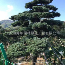 五针松造型树庭院观赏植物四季常青盆景植物老桩景区观赏风景树