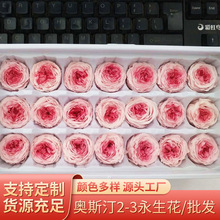 国产巧克力奥斯汀2-3永生花保鲜花 圣诞节生日礼物礼品变色玫瑰