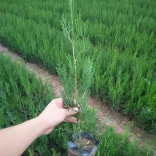 Dropshipping of Flat Cypress Saplings, Platycladus Saplings, Cypress Branches, Flat Cypress Leaves for Shampooing, Cypress, Pine Saplings
