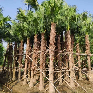 903批发供应 蒲葵树3-5米杆高 假植苗 棕榈 移栽苗