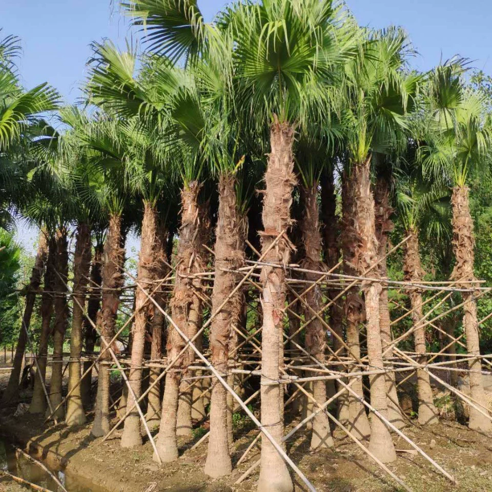 903 оптовая поставка пальмовых деревьев 3-5 м высота полюса