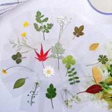 植物树叶标本书签真叶子干花幼儿园认识树叶教师教学素材塑封成品