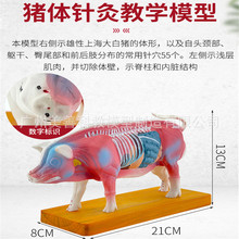 猪解剖模型 猪针灸模型动物解剖模型 动物穴位针灸模型 兽医教具