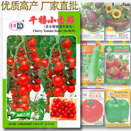 千禧小番茄种子 约50粒 圣女樱桃番茄小西红柿千禧圣女果水果种子