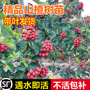 ɽ���޽��������ɽ高����Ϸ������NֲͥԺ���Ե��Թ��������