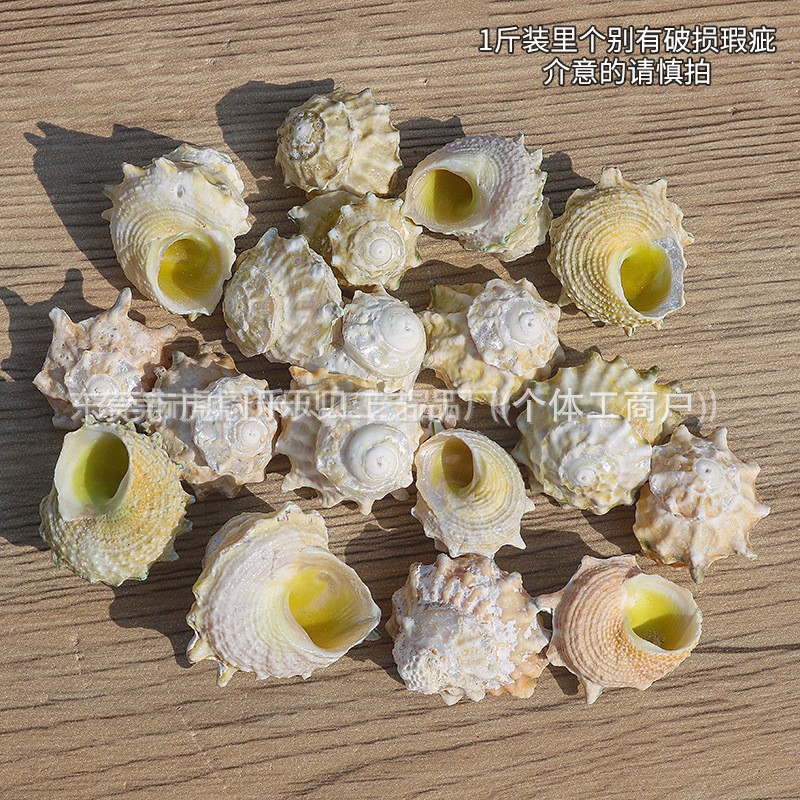 Concha Daquan natural con cera de pescado, materiales decorativos mediterráneos DIY al por mayor