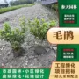 四川贵州毛鹃