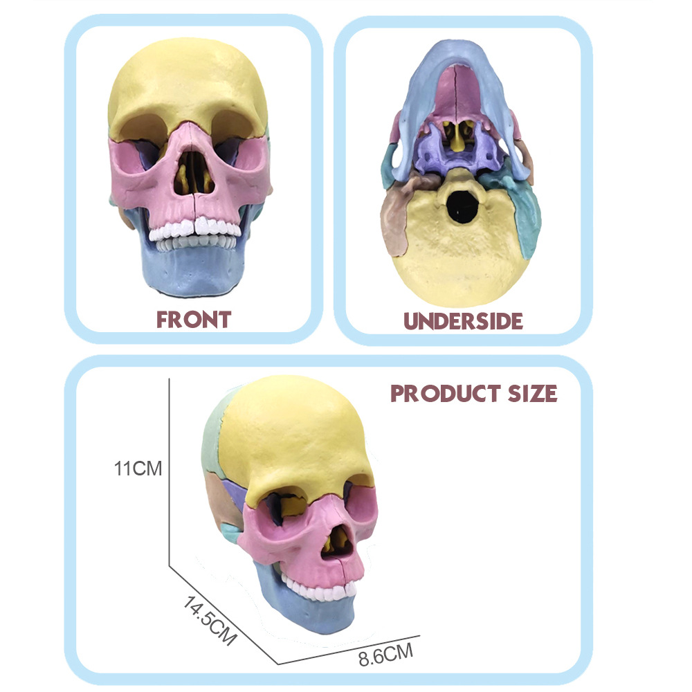 4d cráneo humano cráneo anatomía modelo montado ciencia y educación juguete humano cráneo anatomía modelo