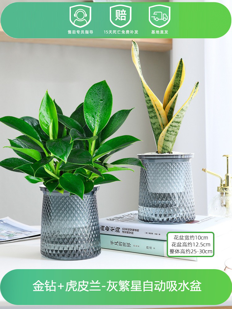 골든 다이아몬드 + 타이거 피란(별 2개) + 영양액