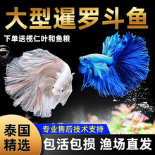 ���~̩���^�p�~�Ꭷ��ˮ�~���wС�ͺ��B�׻���ª{���Rβ�����~��