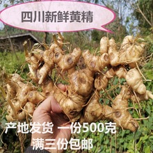药农野外采挖姜型黄精四川新鲜黄精多花鸡头黄精非即食黄精包