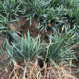 Jade Dragon Grassland Seedlings, Stair Grass Ornamental Plants, Garden Flower Beds, Flower Mirrors, Courtyard Evergreen Plants
