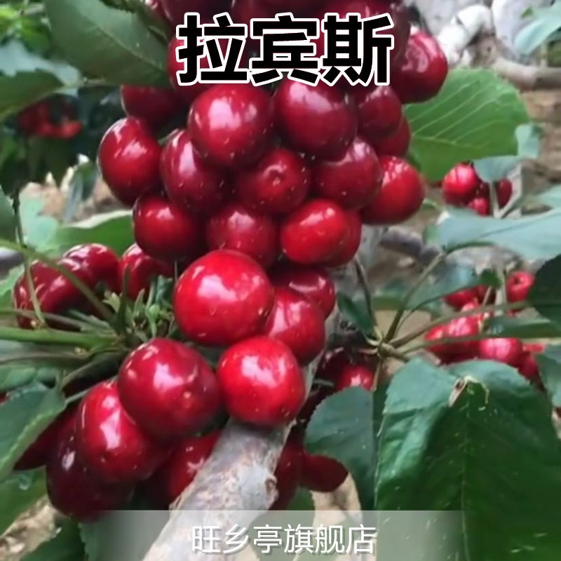 라빈스(당년 열매를 맺은 5년생 모종)가 죽으면 모종을 보상해 드립니다!