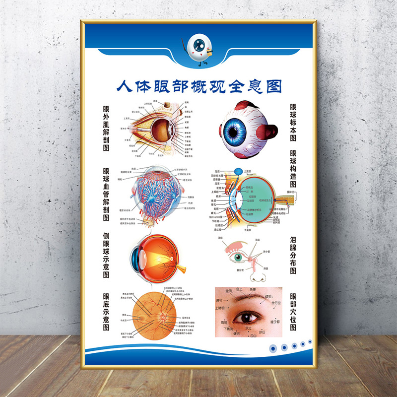 Optical Shop Advertising Ophthalmology Clinic Wall Layout Decorative Hanging Painting Eyeball Structure Diagram Optometry Process Promotional Poster