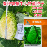 春丰甘蓝种子种籽苗秧牛心四季包菜包心菜卷心菜大头菜蔬菜孑菜种