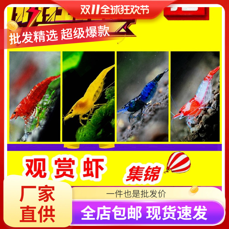 观赏虾淡水除藻虾极火虾背蓝宝石虾黑壳虾七彩米虾草缸宠物虾