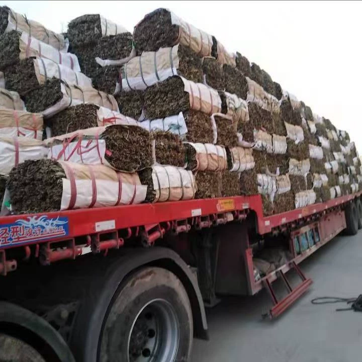 Оптовая сушка листьев мушмулы 50 кг больших сушеных листьев мушмулы