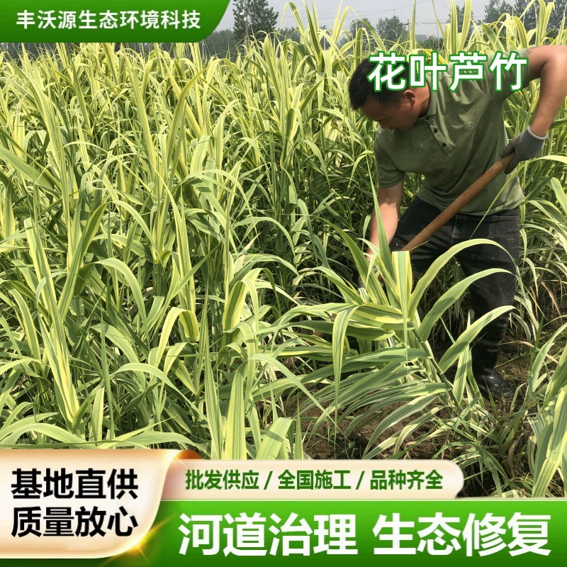 Оптовая продажа рассады цветов и листьев тростникового бамбука, очистка реки, растения для украшения тротуаров, посадка тростникового бамбука в дворе, водные растения в любое время года.