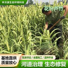 花叶芦竹苗批发河道净化行道点缀植物庭院四季种植芦竹水生植物