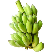 带把香蕉整串新鲜香蕉小香蕉现砍青色现发带箱整串一件代发