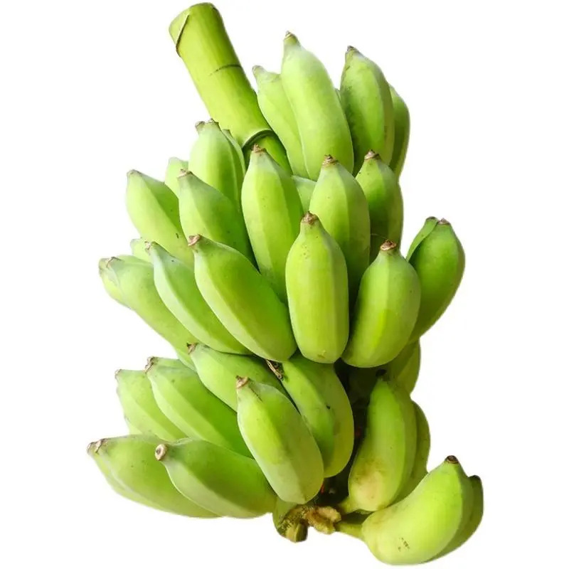 Whole Bunch of Bananas with Handles, Fresh Bananas, Small Bananas, Freshly Chopped Green, Ready-Made, Whole Bunch in Box, Drop Shipping Whole Bunch of Bananas with Handles, Fresh Bananas, Small Bananas, Freshly Chopped Green, Ready-Made, Whole Bunch in Box, Drop Shipping