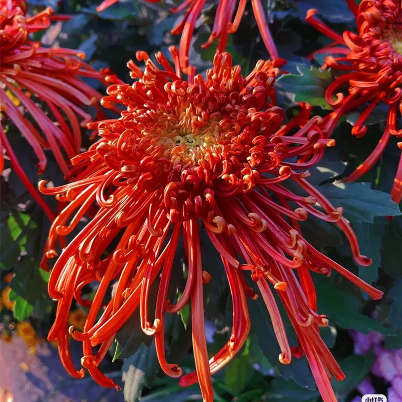 [Редкий сорт рассады хризантемы] Золотая хризантема, пионовая хризантема, посадка в горшках и на грунте, четырехсезонная посадка, средство от комаров, устойчивость к холоду и теплу.