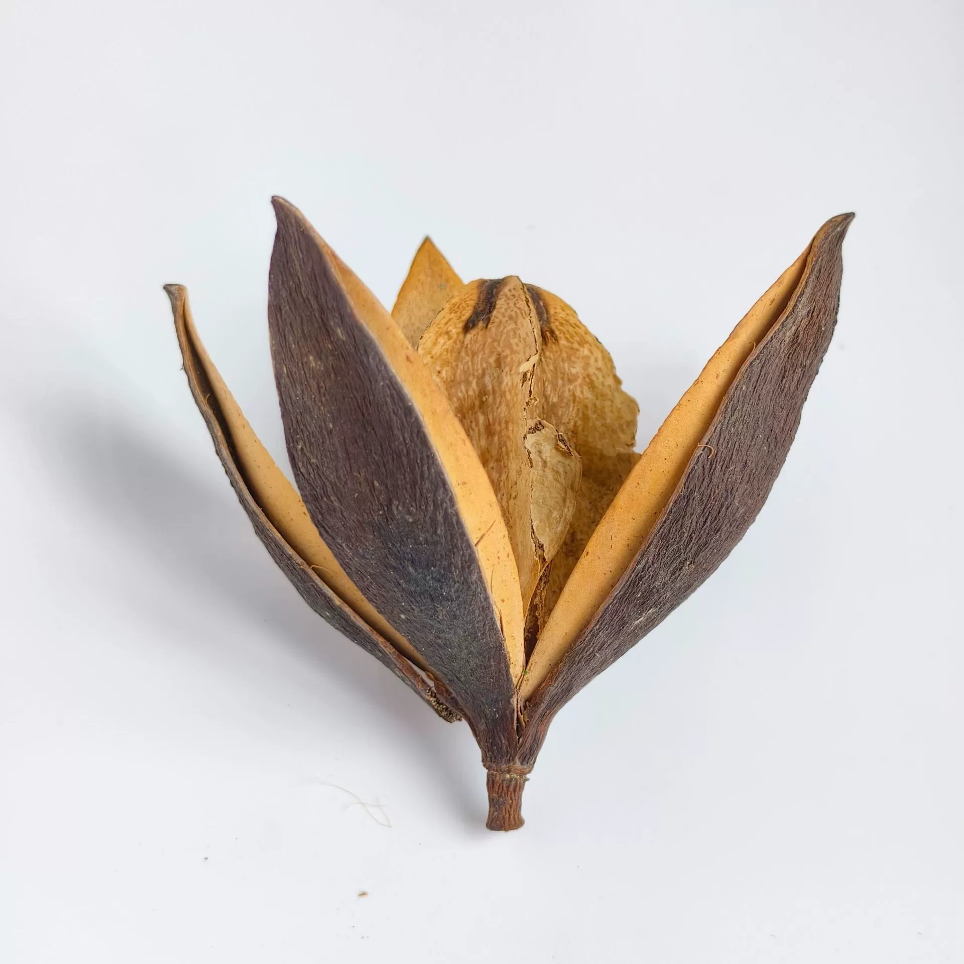 Настроить | Креативная гирлянда из сушеных фруктов магнолии, экологически чистое растение, сушеные цветы и фрукты, праздничное украшение