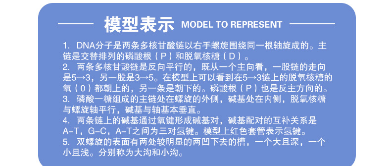 DNA结构模型_05.jpg