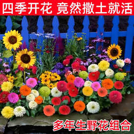 花种子室外一年四季都开花庭院花种籽子大全野花格桑花花籽花种孑