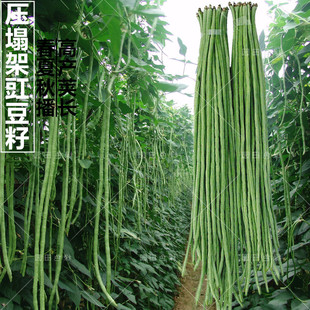 ժ�����߮a�����N�����Lܿ�����ǷN���r�Ҳˈ@�������ļ����߲���