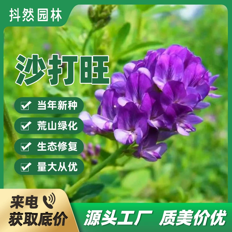 Оптовая Продажа Семян Седаванг Многолетние Кормовые Защита Склонов Зеленого Навоза Холодостойкие Засухостойкие Солено-щелочестойкие Семена для фиксации песка