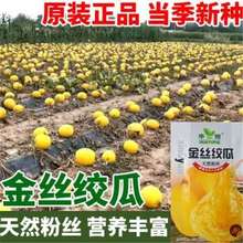 金丝绞瓜种子搅瓜种子观赏果蔬天然粉丝南瓜金丝瓜四季蔬菜种子