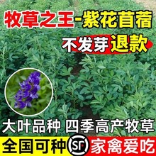 ϻޣݷNѶݷNļBֳιţuZ~ݷN