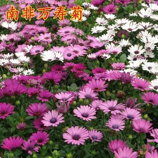 �Ϸ��f�۾շN�������ذ��{Ŀ�����{�N�ӷ����f�۾ջ������׻��ļ�