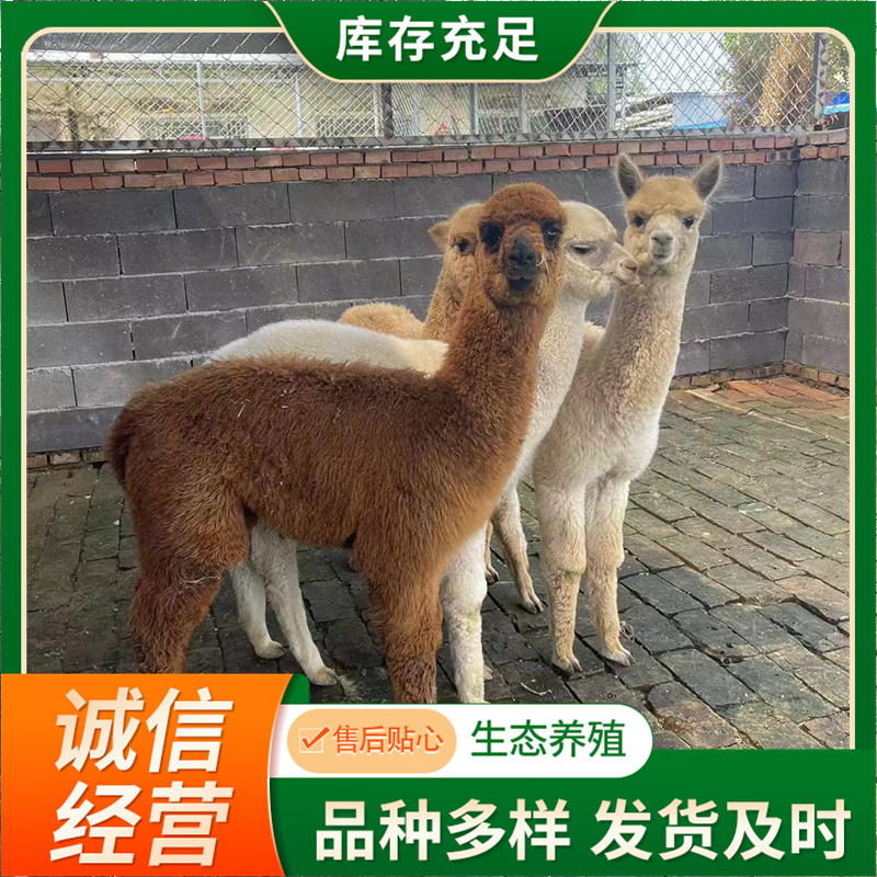 出售宠物小羊驼 活体澳洲华卡约羊驼价格羊驼租赁 羊驼回收
