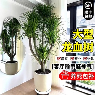 ��Ѫ����Ϳ͏d�Gֲ���^��횘����F��͏d�Gֲ�҃���Ѫ��ֲ������