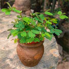 含羞草种子害羞草花种籽子四季播种开花盆栽阳台薄荷种籽四季易种